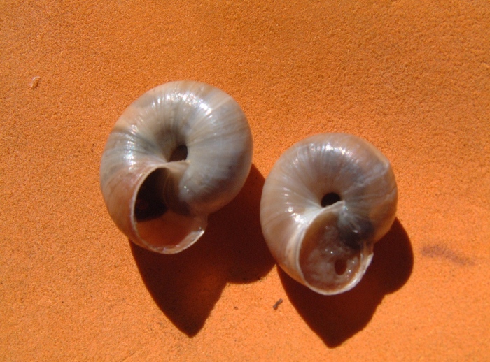 monacha cantiana?